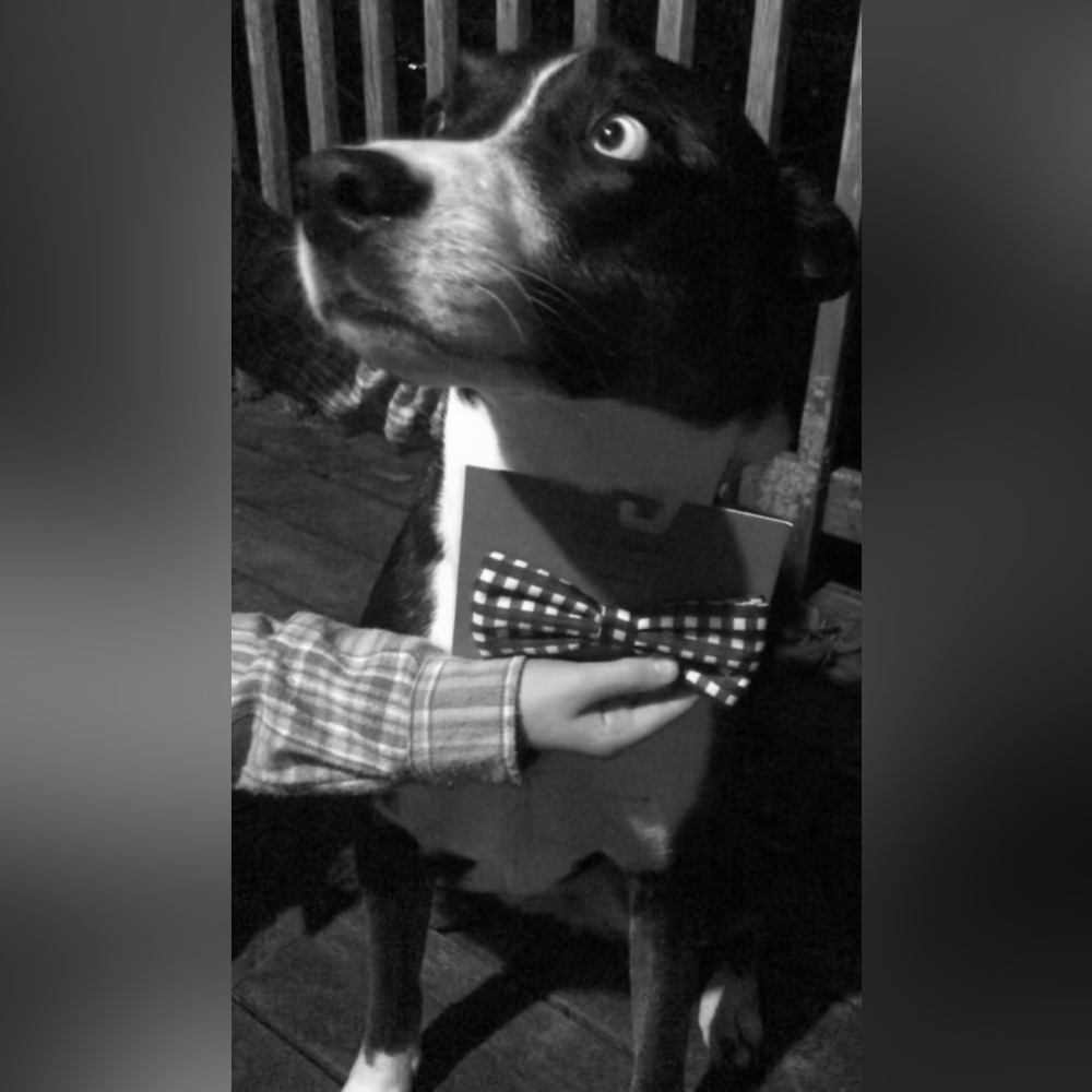🐶 Kate Spade ♠️ Bow Tie, Leash and Collar, both Large. Tie 5” too precious! - Picture 3 of 6